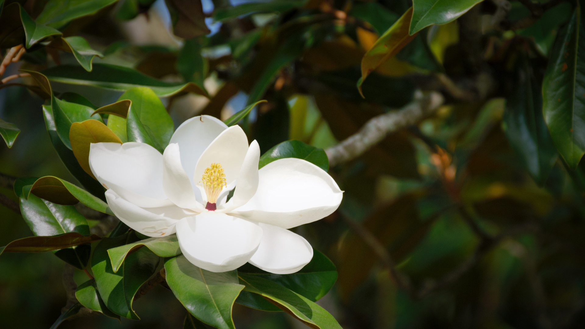 Close up of a bloom on a Magnolia tree. 