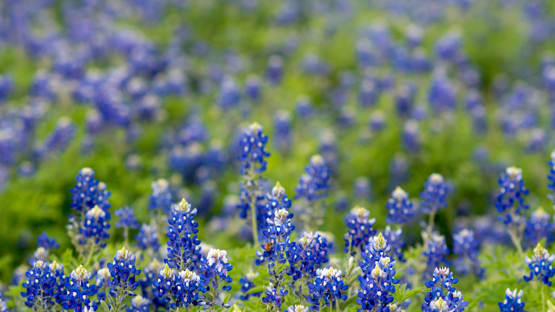Bluebells in Texas
