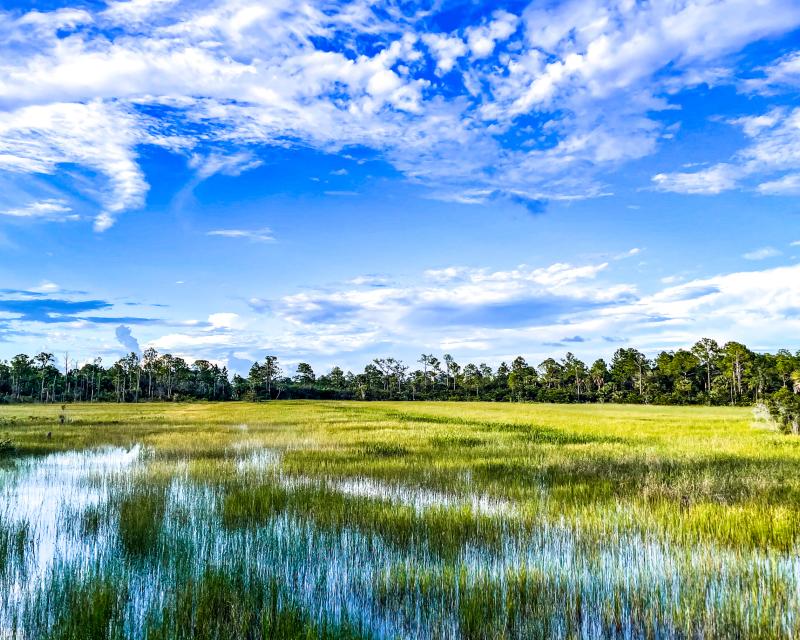Landscape photo of a swamp with tall green grass, trees in the background, and blue sky above.