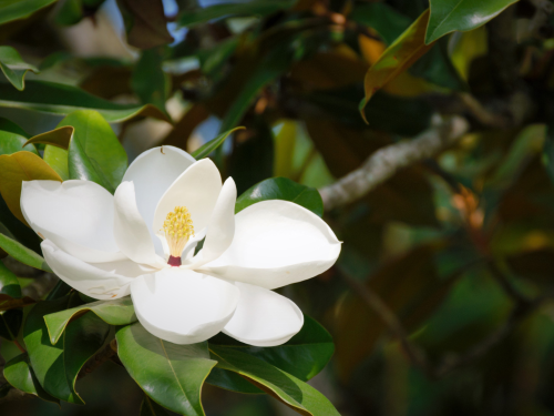 Close up of a blossom on a magnolia tree.