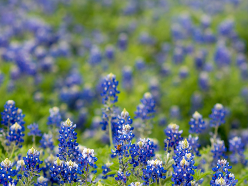 Bluebells in Texas.